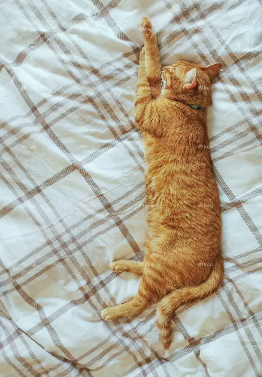 Ginger cat sleeping in bed.