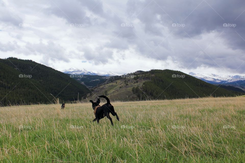 Dog dogs playing black scenic mountain mountains hills cloudy clouds cloud grass Field Prairie running teammates buddies border collie heeler mix lab pet pets animal animals outdoors wilderness
