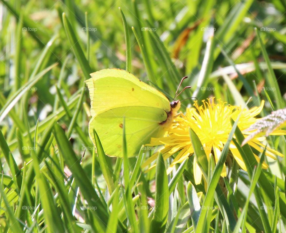 Brimstone butterfly drinking from a dandelion