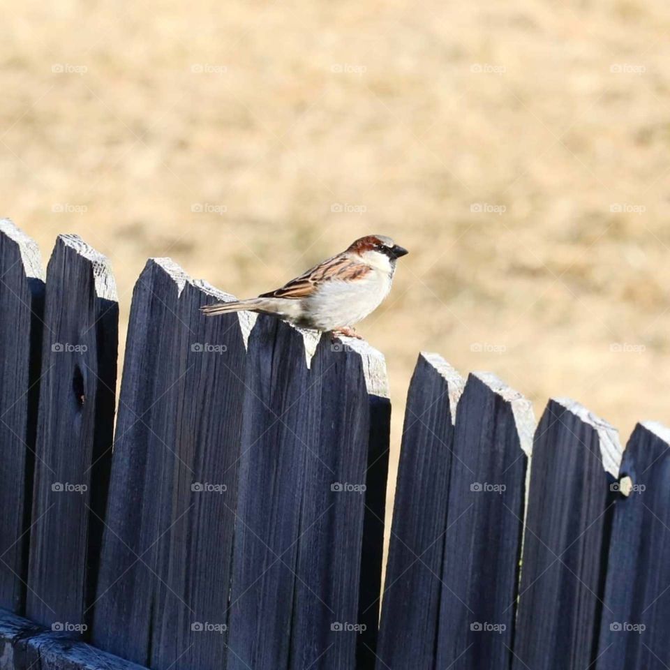 bird on fence