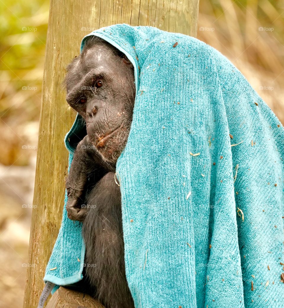Chimpanzee Despair