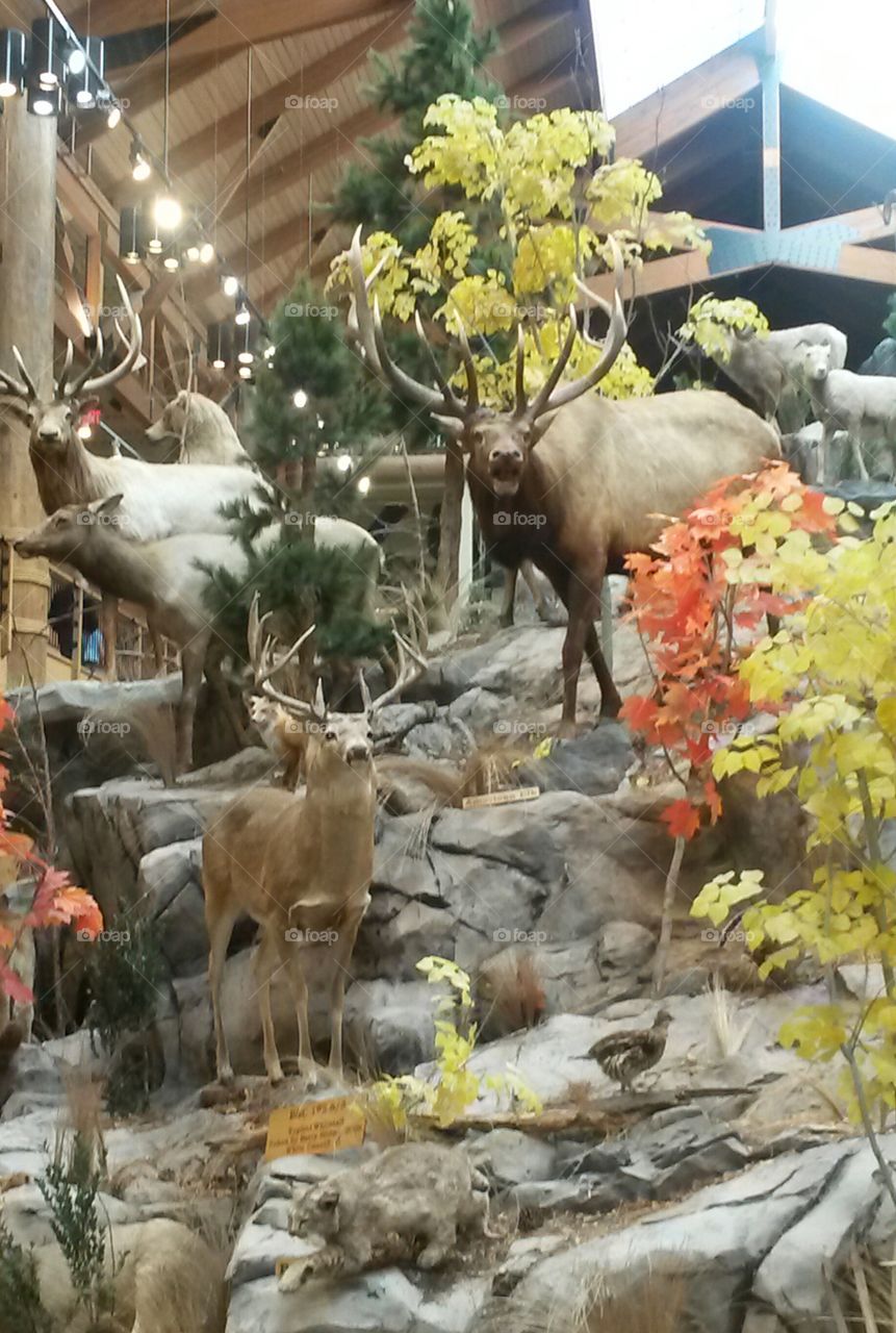 Taxidermy Display: Cabelas Sporting Goods