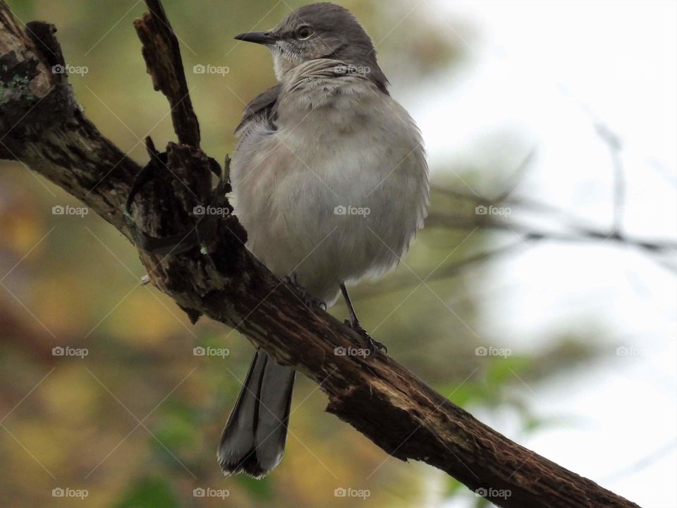 northern mockingbird