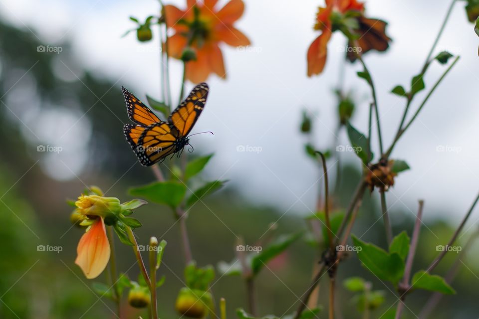 Monarch in flight