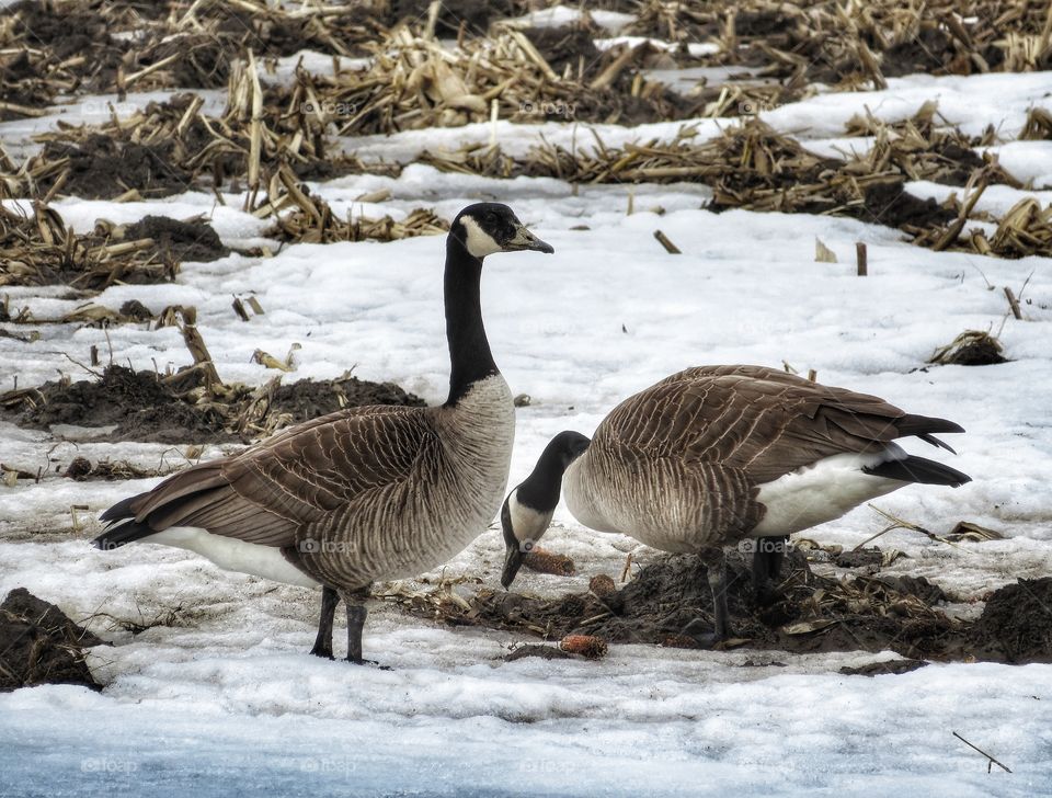 Geese Varennes Québec 