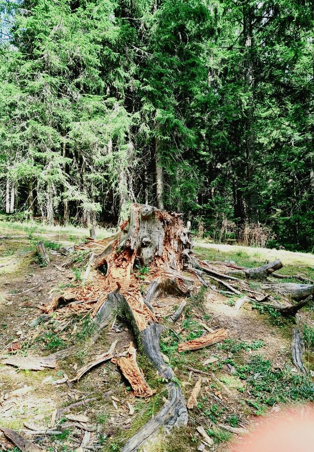 old and strong