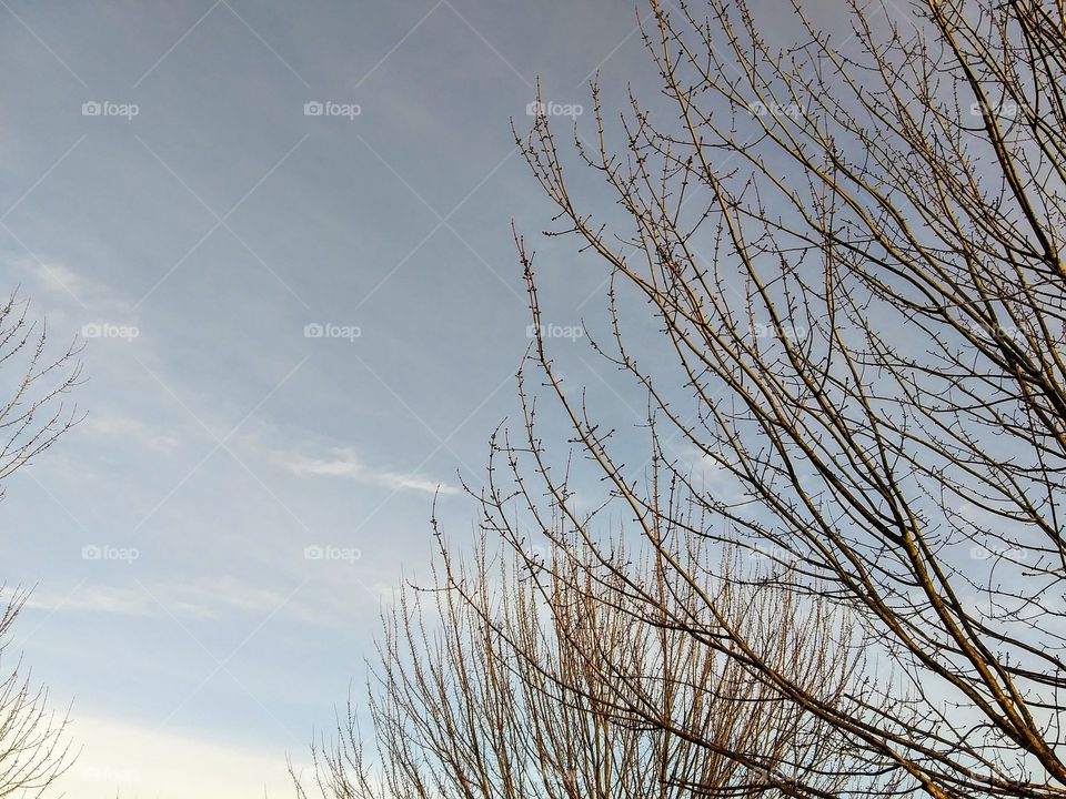 branches and sky