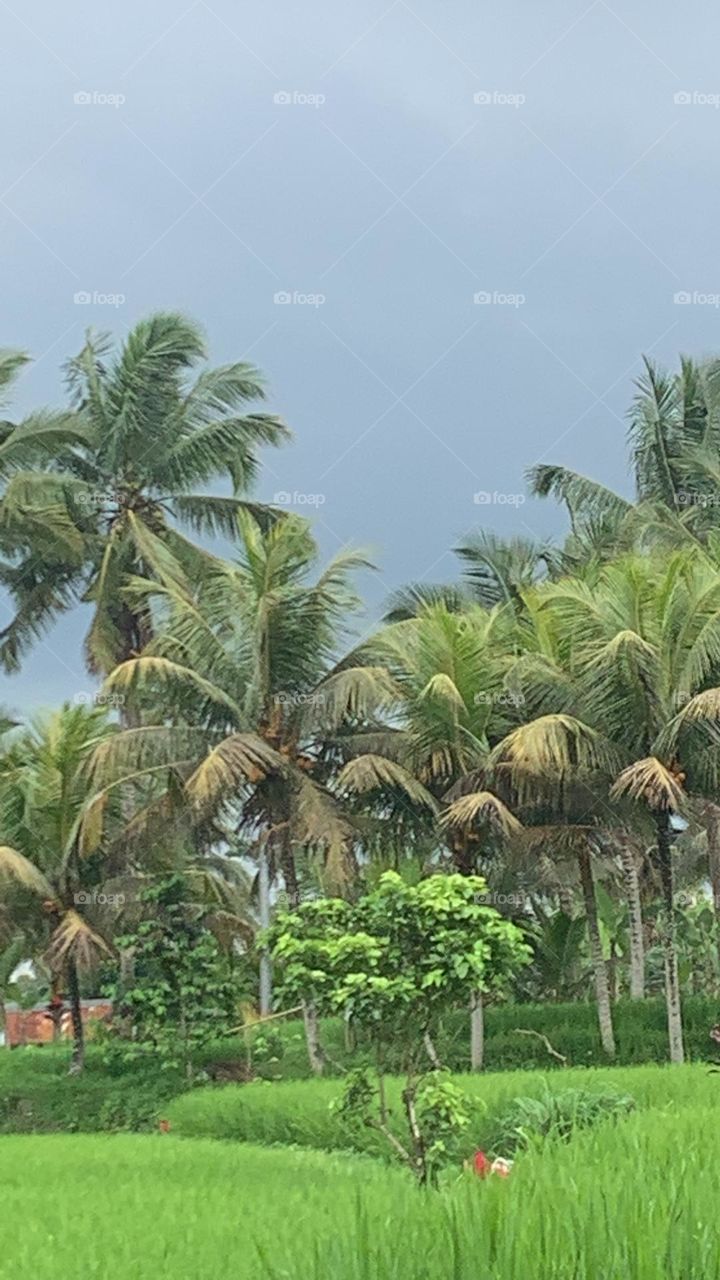 Coconut tree and dark sky 