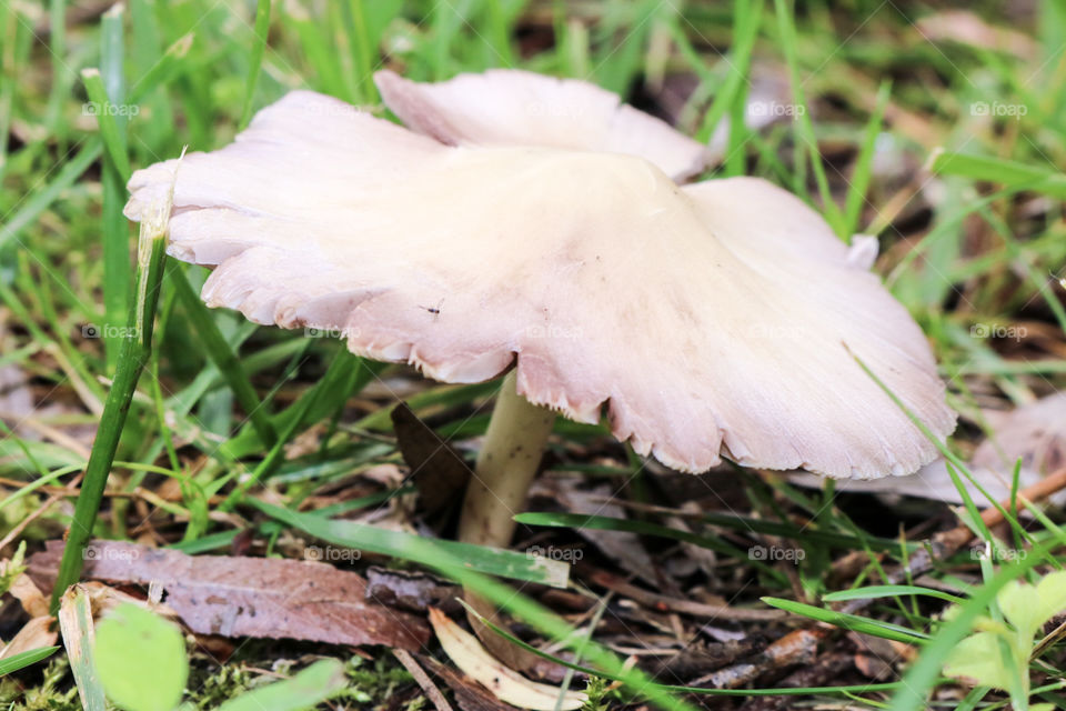 Wild Mushroom 