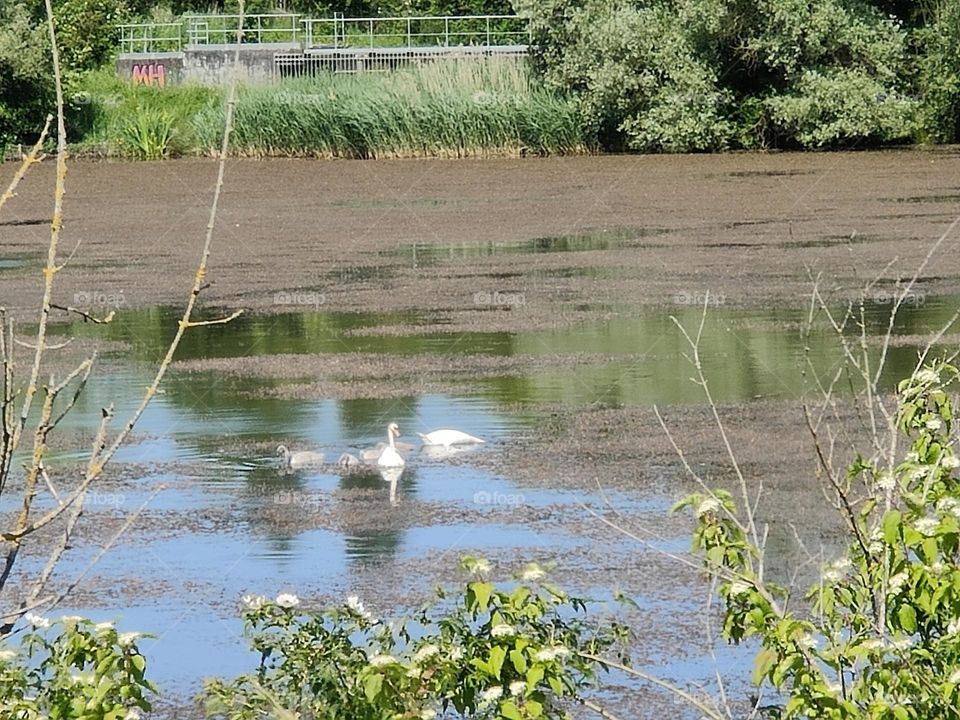 Swan family - Lac Ariane - Metz