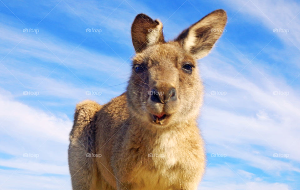 Sweet kangaroo