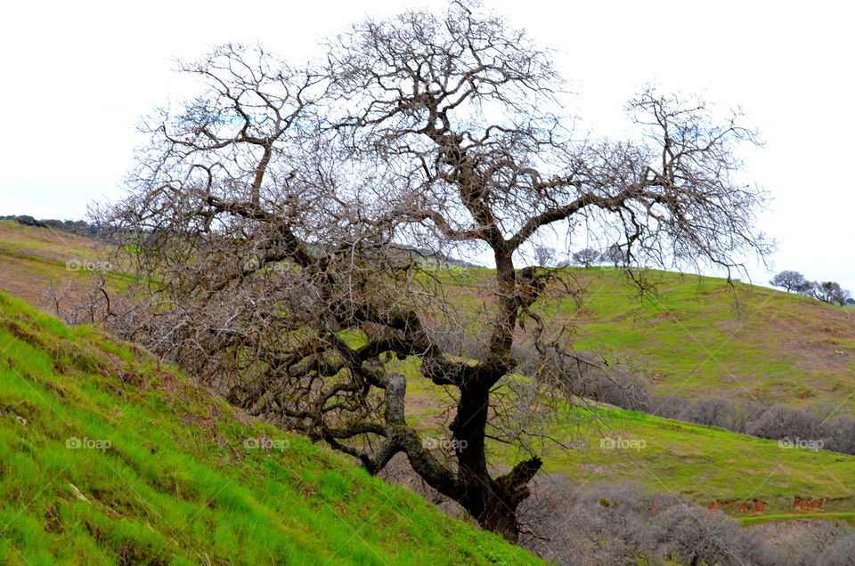 Almost spring in California