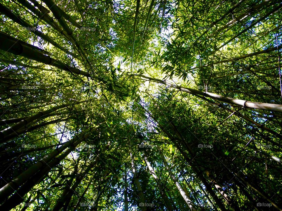 Exploring the Botanical Gardens of Melbourne, I found this great spot where bamboo is growing everywhere and I couldn't help notice the view from the ground looked stunning.