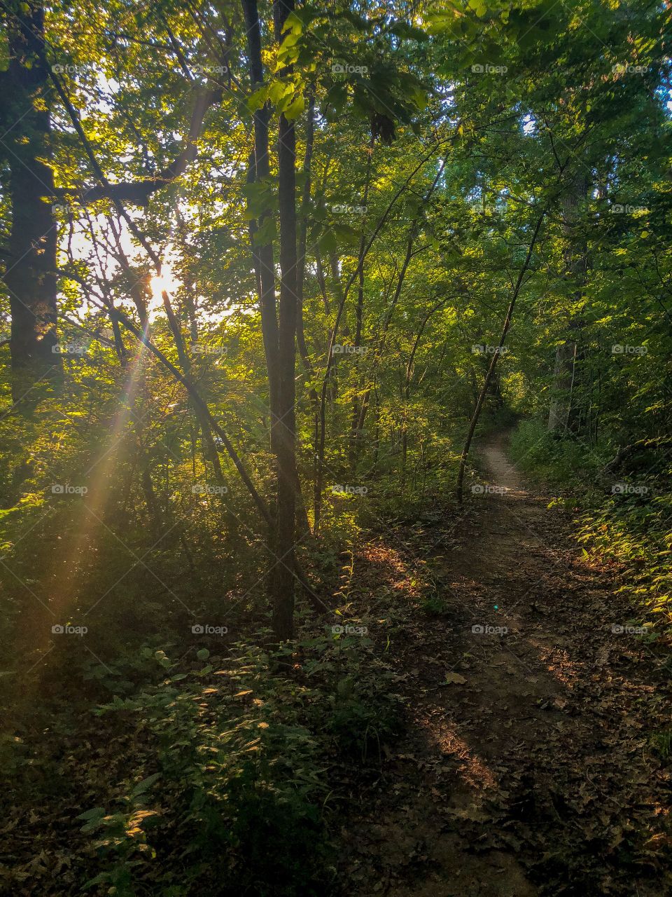 Path in the Woods