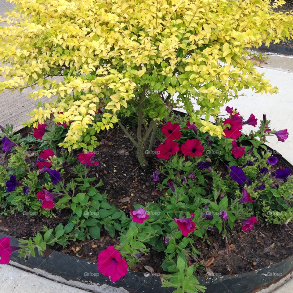 Mini garden. Mini flower bed with small tree and flowers