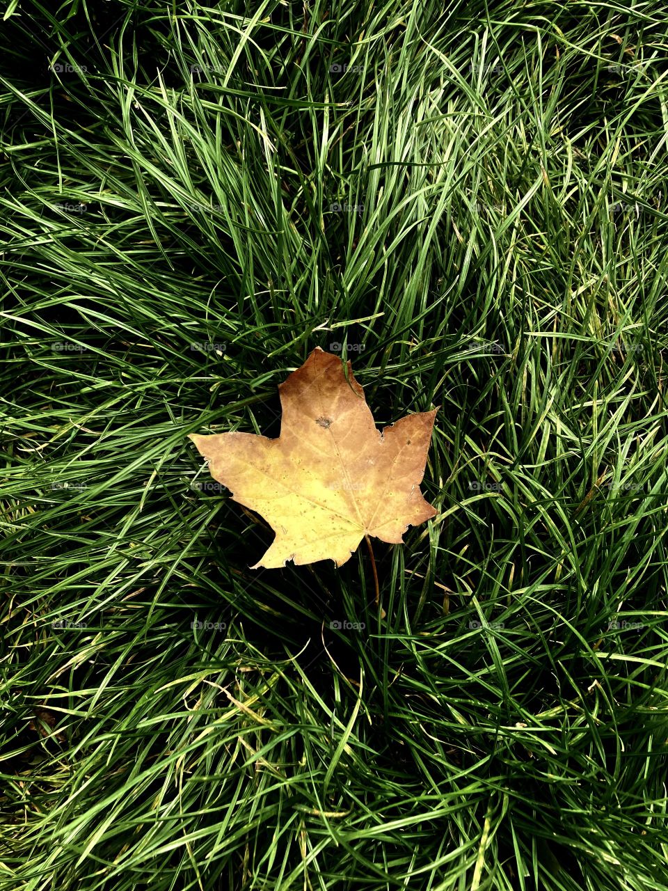 autumn yellow leaf on the green grass