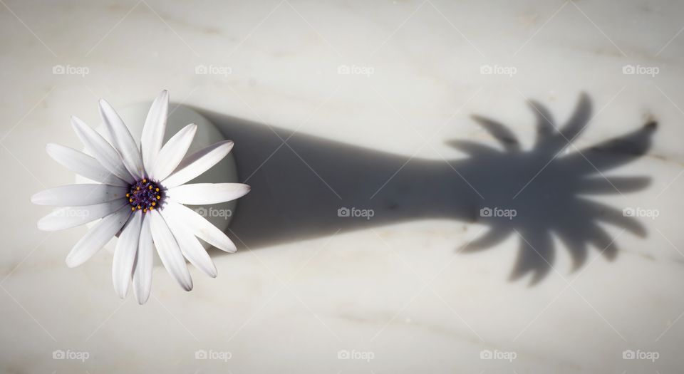 spring flower and its shadow