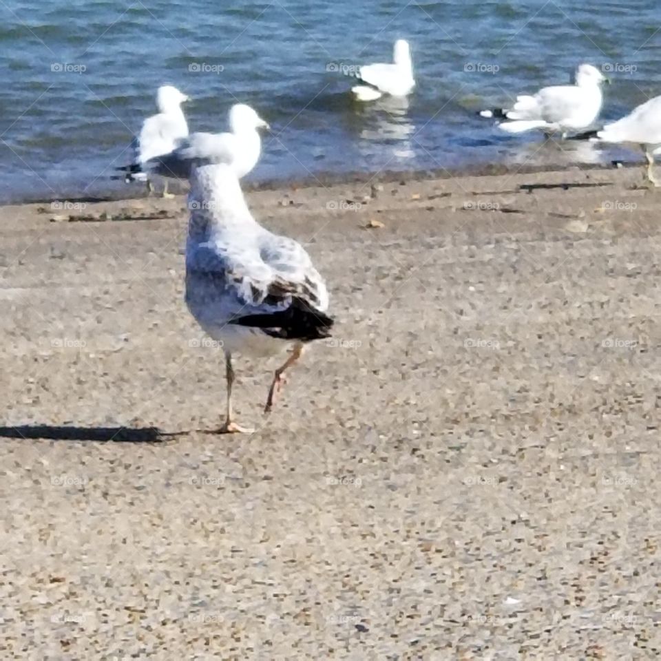 Ohio River Seagulls