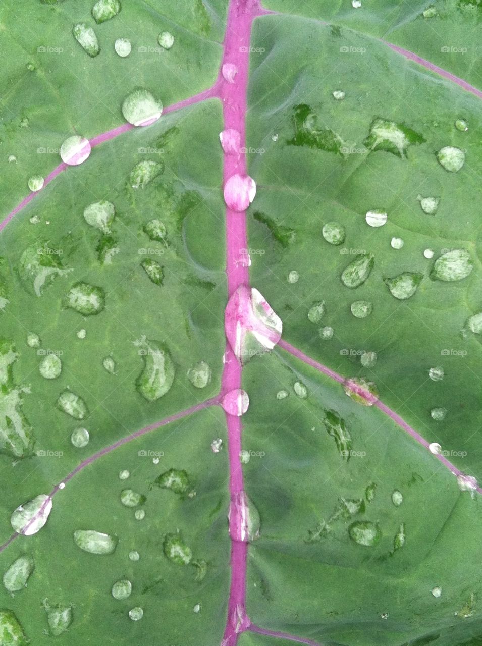 Dew drops on green leaf