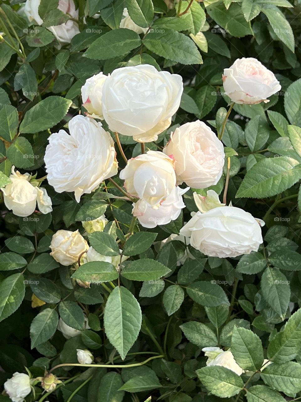 Roses in Yuanshan Flower Expo Park