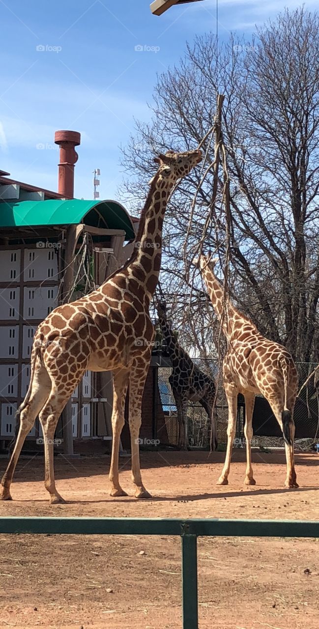 Mom and baby giraffe enjoying some afternoon snacks