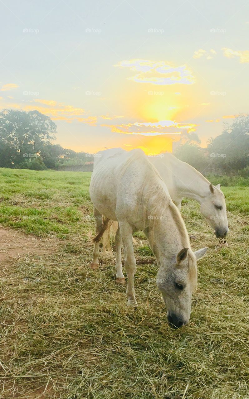 FOAP MISSIONS - AUTUMN: 🇺🇸 A beautiful photographic record of autumn in Brazil. A bucolic and inspiring landscape of nature. / 🇧🇷 Um bonito registro fotográfico do outono no Brasil. Uma paisagem bucólica e inspiradora da natureza. 