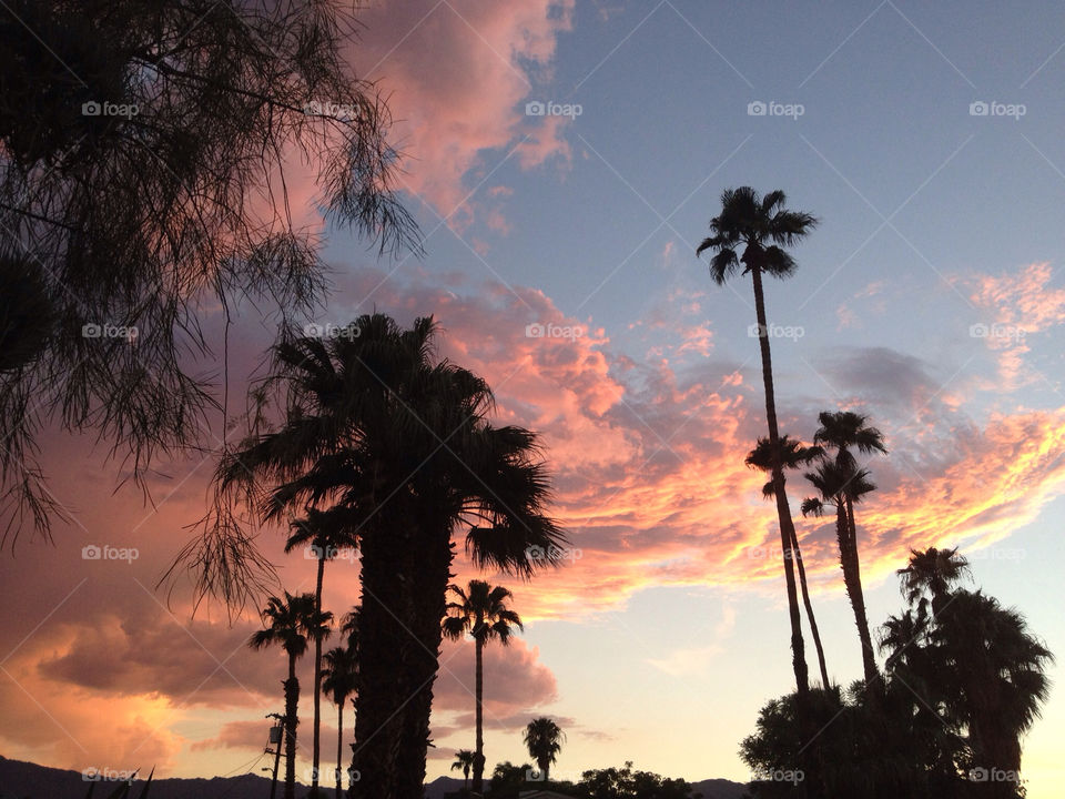 sunset palm clouds trees by davidi92260