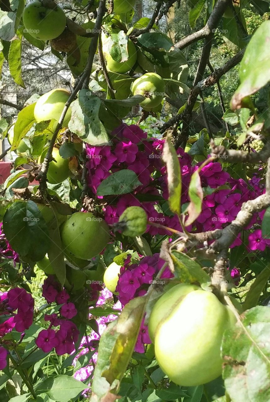 summer apple tree