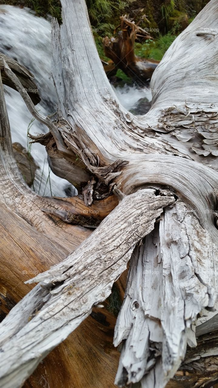 Wood in Waterfall