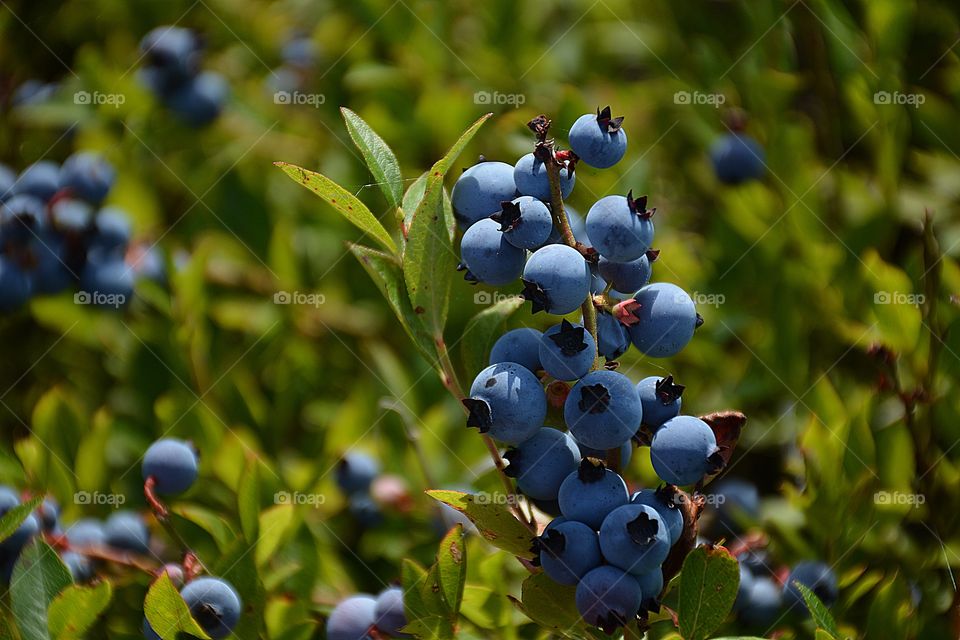 It’s Summertime - A Blueberry field -Blueberries are highly nutritious and among the world’s most powerful sources of antioxidants.