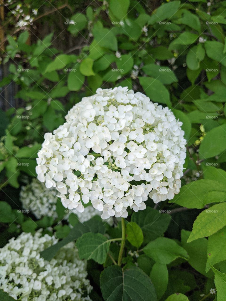 white hydrangea