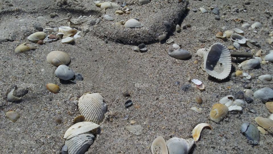 Sandy Shells