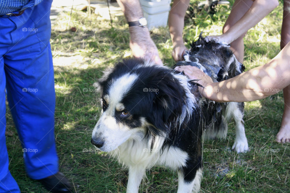 Summer moments, bathing a doggy