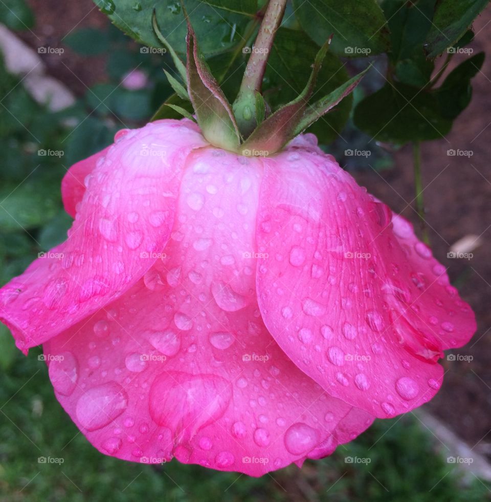 Rosa molhada da chuva