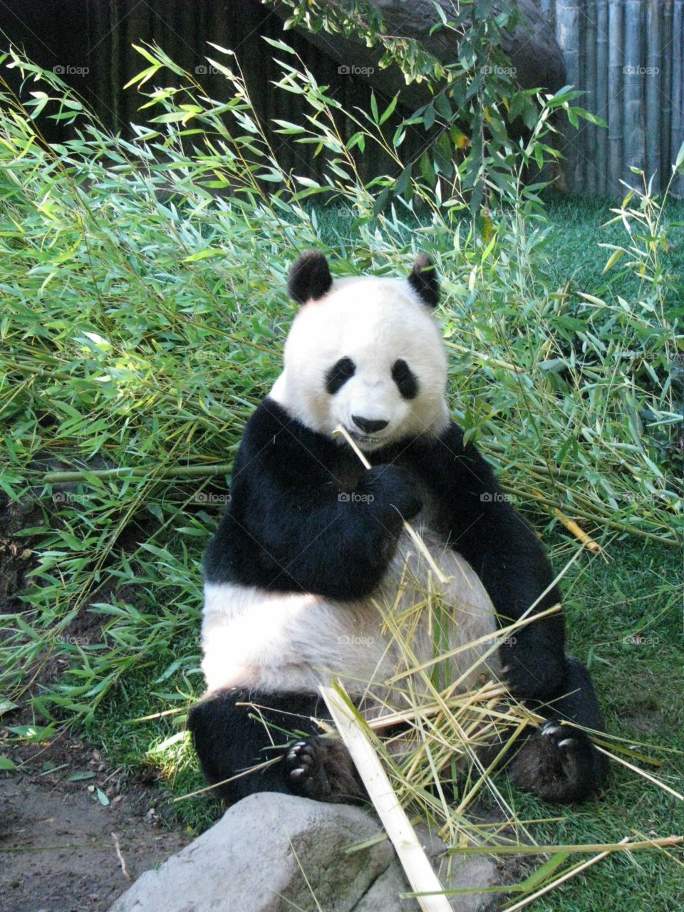 Cute panda eating bamboo
