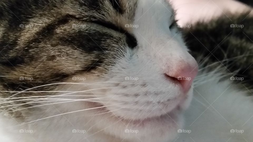 smiling cat. my cat smiles