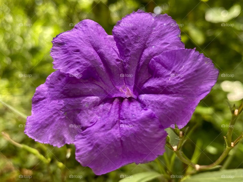 Pretty Ruellia Simplex flower 
