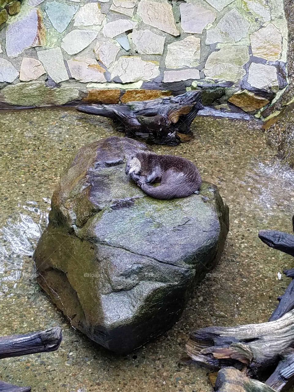 Otter sucking on his tail to nap.