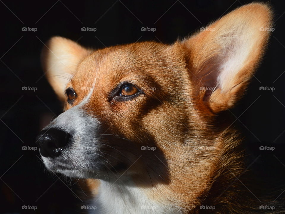 Studio shot of a dogs head