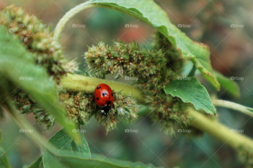 Ladybug