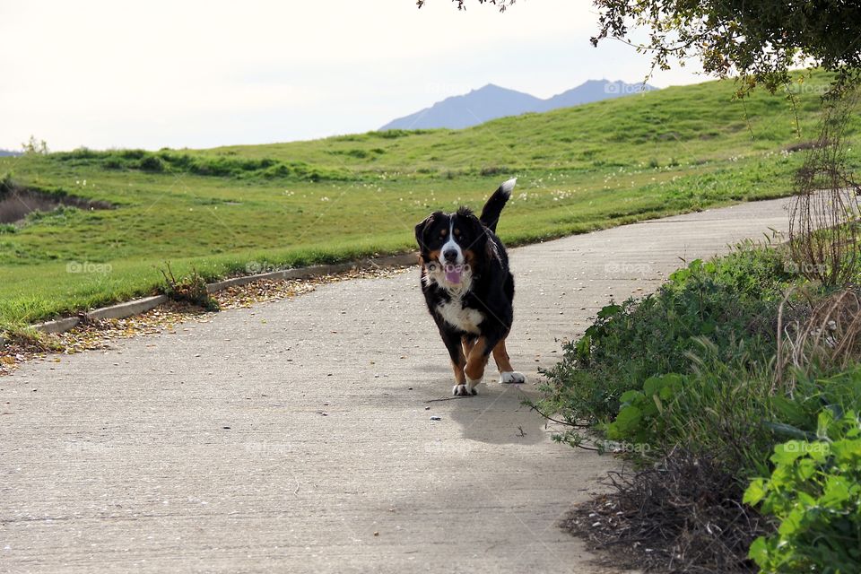 Dog. Mountain Bernese