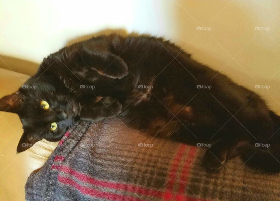 Black cat laying on blanket on her side, looking at us, laying on top of couch back. She loves the blanket she's on.