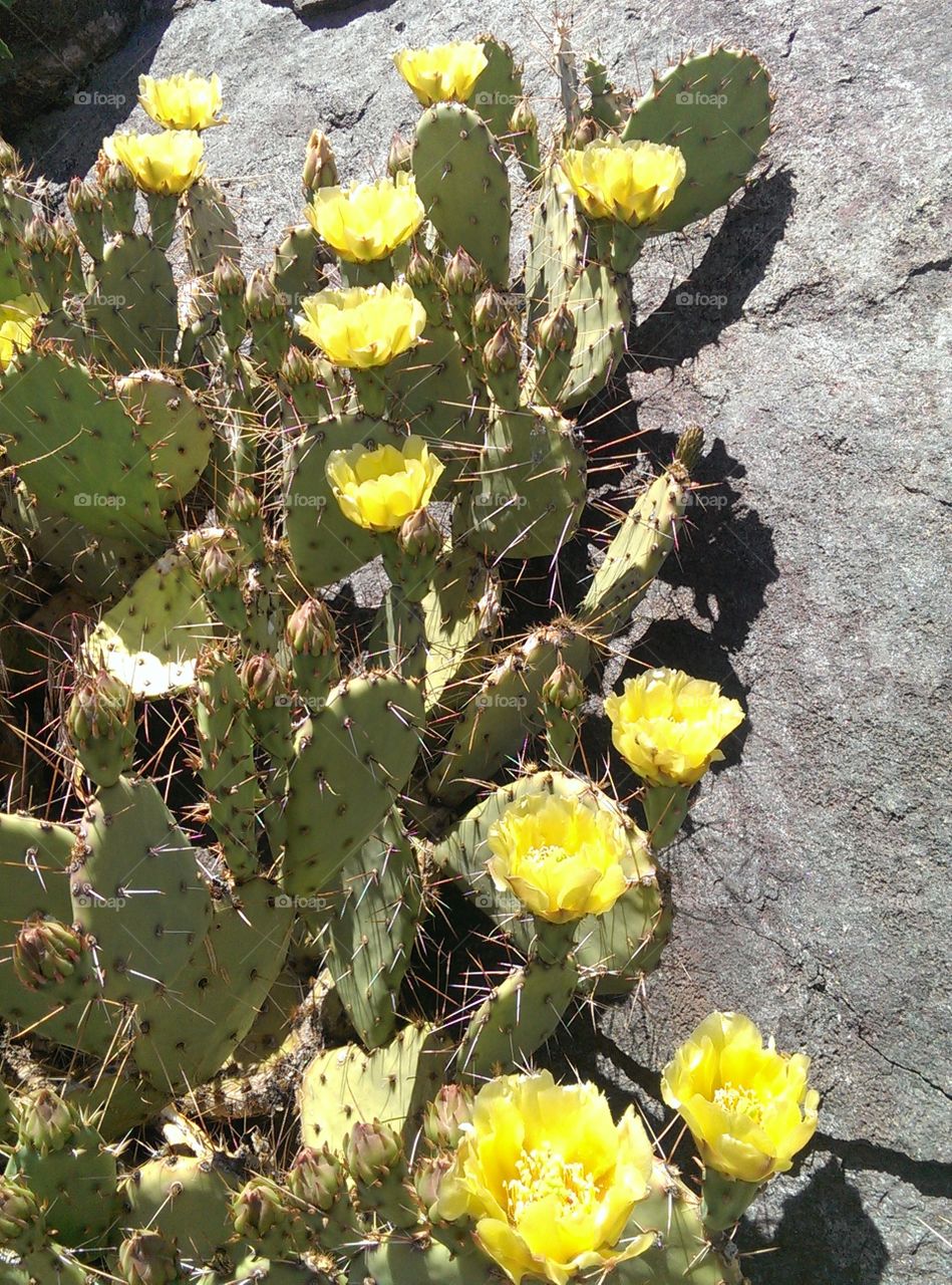 Colorado Cactus