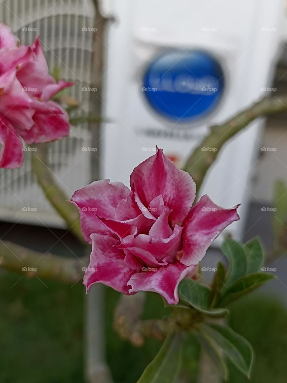 star shape desert Rose