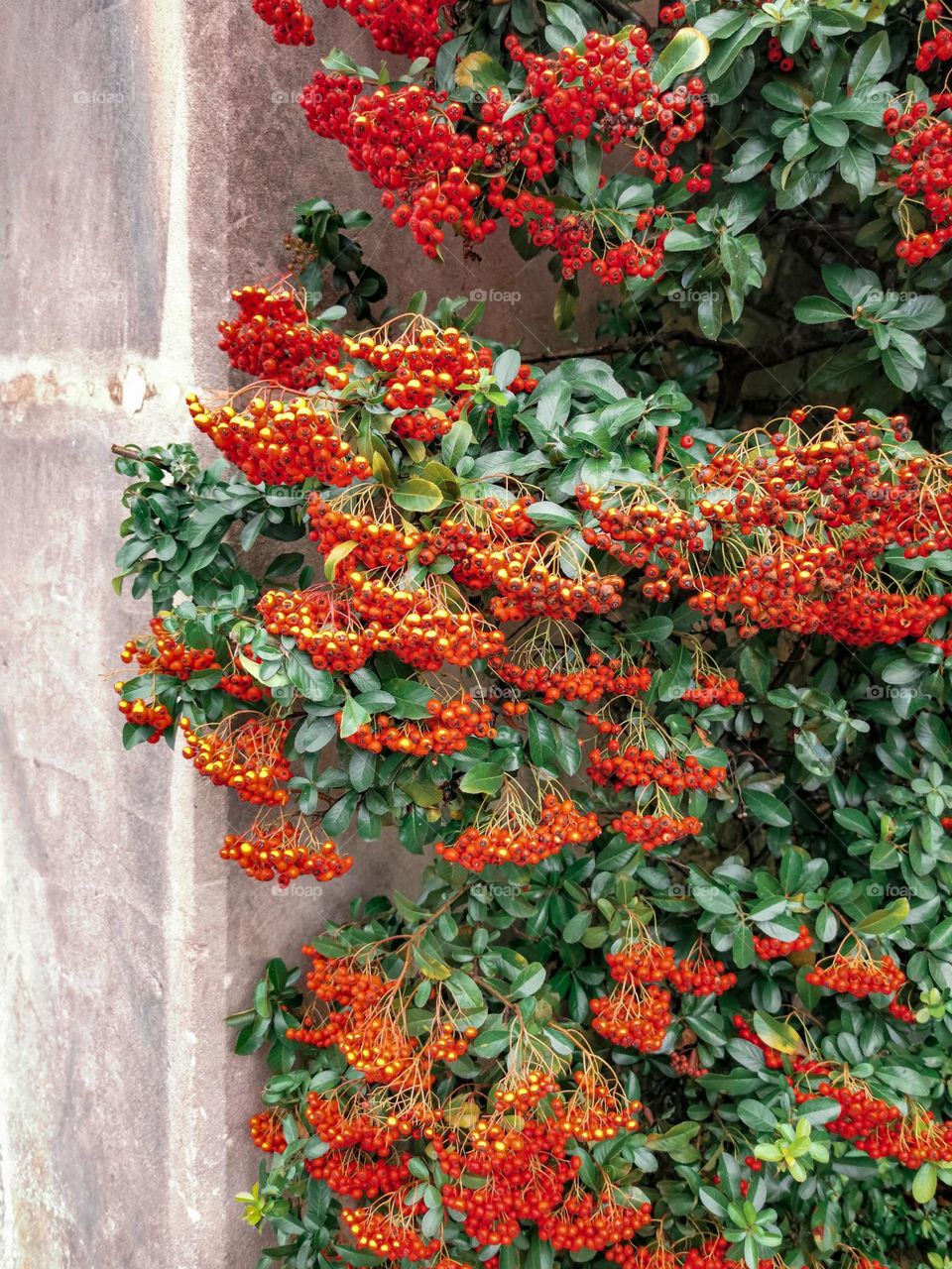 Orange berries on a stone wall