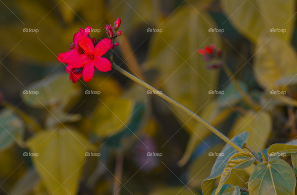 Red flower looks like star taken by:DSLR camera nacon 300mm D3200