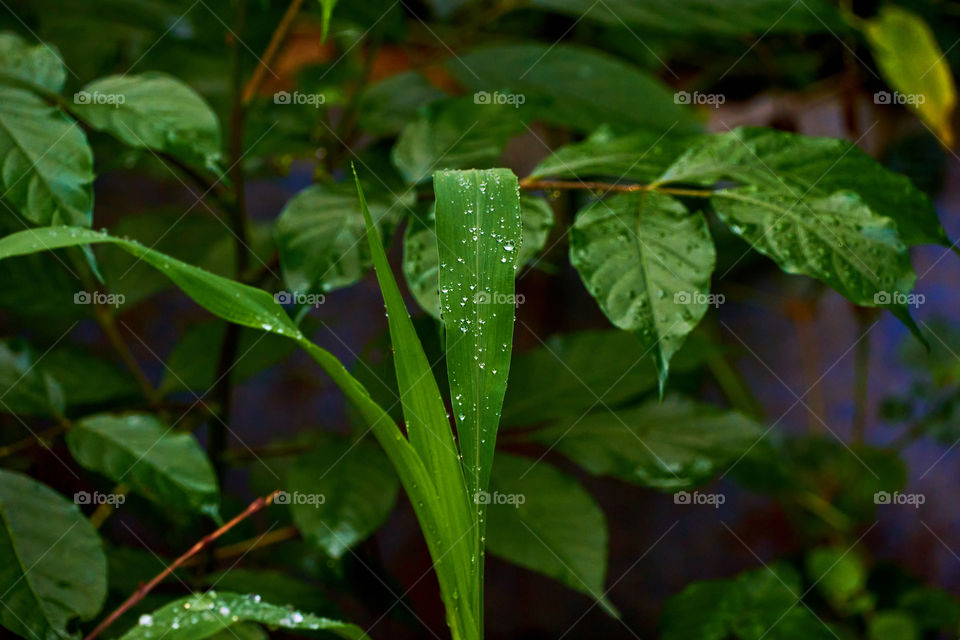 Grass  blade  - rain water drops