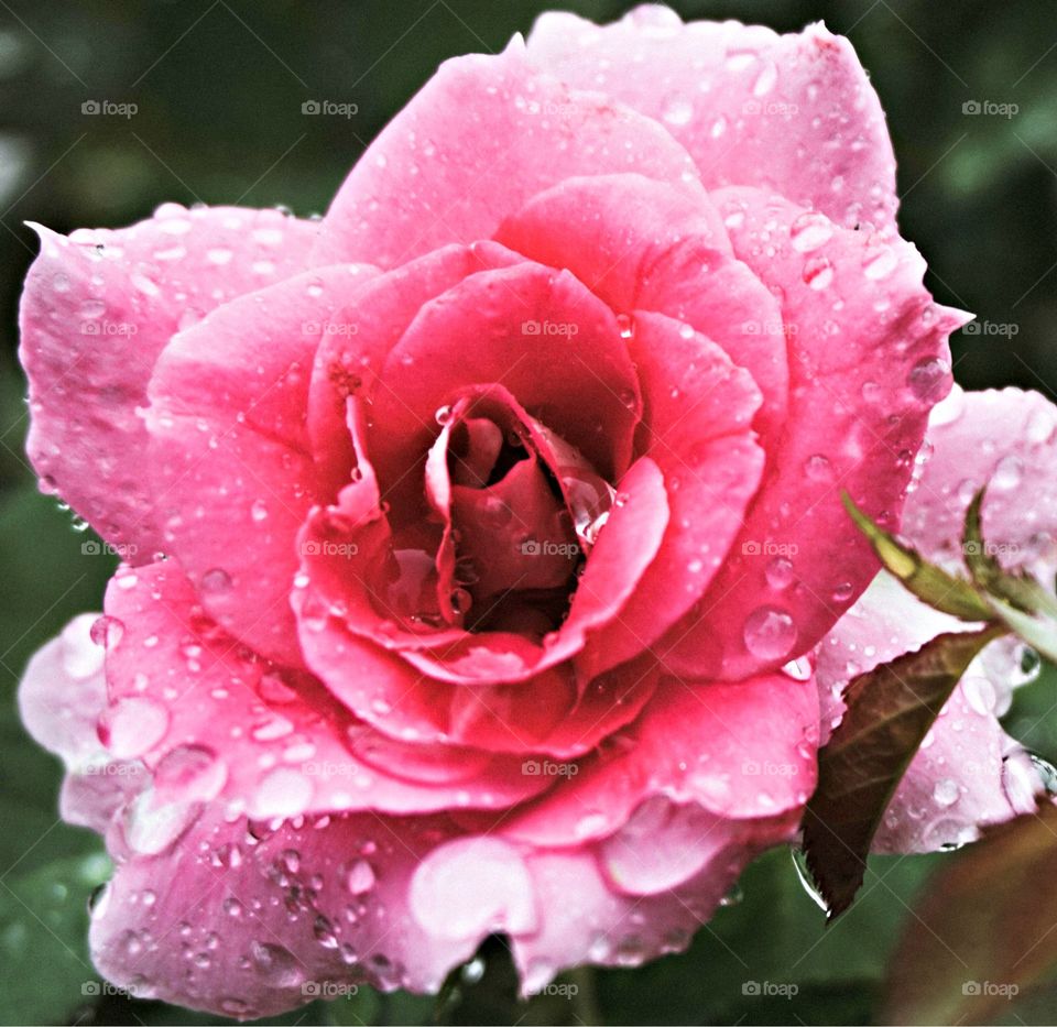 Raindrops on roses