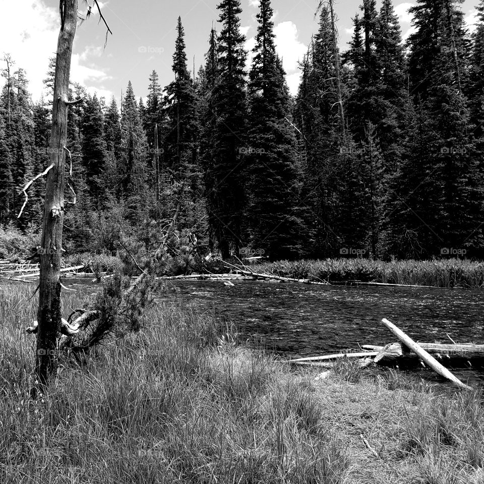 The Deschutes River near its headwaters on a sunny spring day