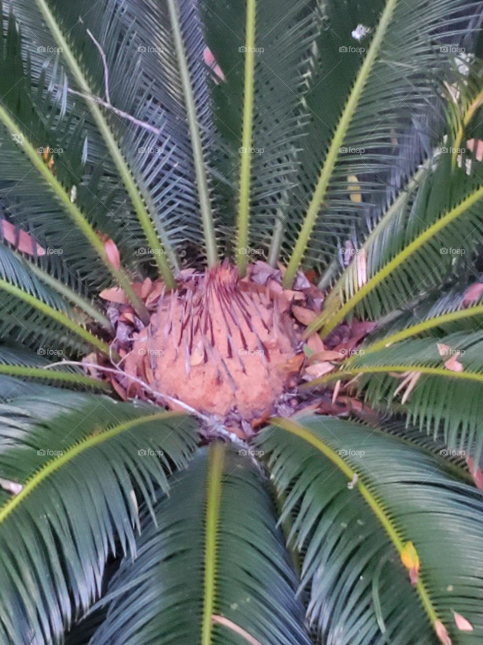 Center of palm tree